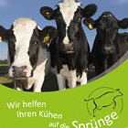 Faltblatt für Dairy-Vet